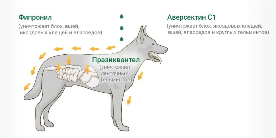 Акарицидное действие и экология