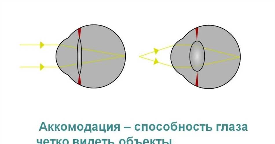 Какие факторы влияют на аккомодацию?