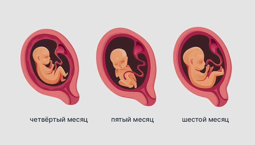 Акушерские недели и эмбриональное развитие: как они связаны?