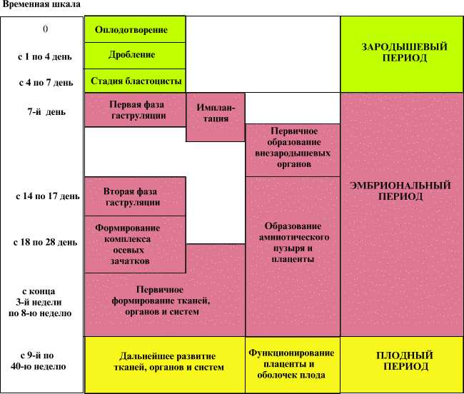 Акушерские недели и эмбриональные развитие: как они связаны?