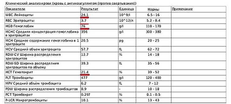 Альбумин у кошек повышен: причины и значение