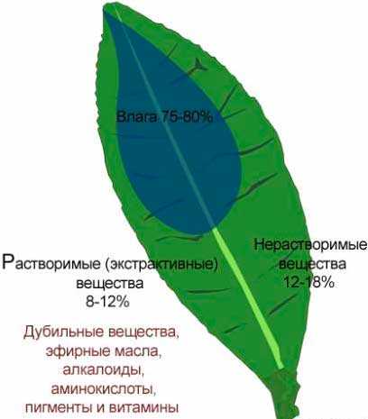 Алкалоиды в чае: что это такое и какие есть виды