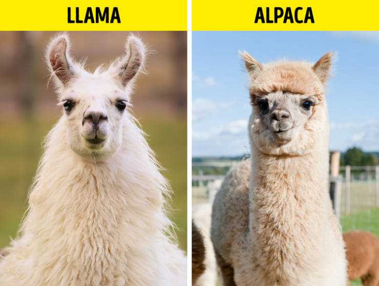 Альпака и лама: в чем отличие