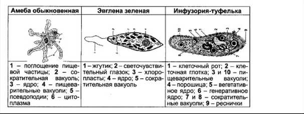 Формирование псевдоподий у амебы обыкновенной