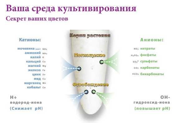 Анион и катион: что это?