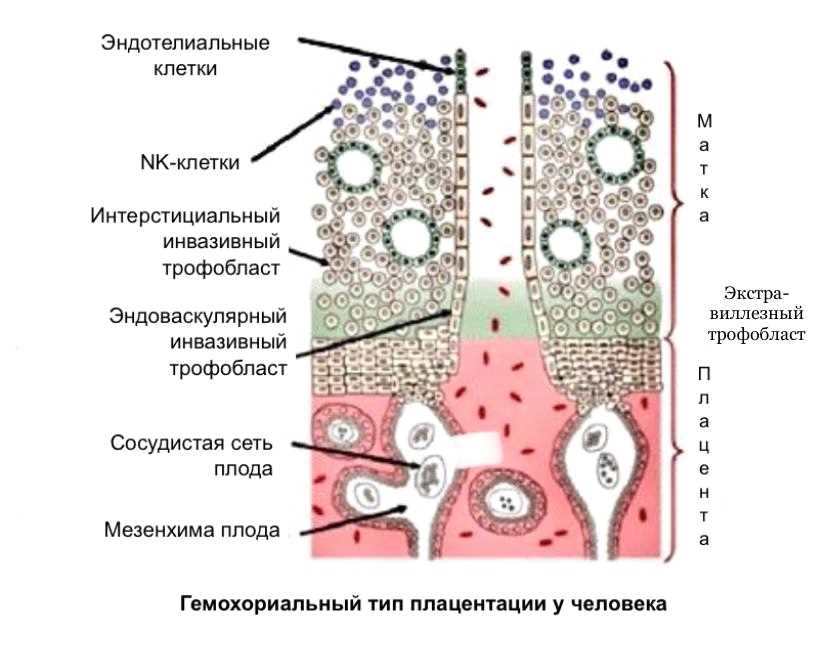 Что такое антиген HLA В27?