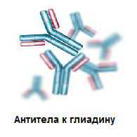 Роль антител к глиадину IgG и IgA