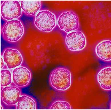 Антитела rubella virus igg положительный: значение и интерпретация