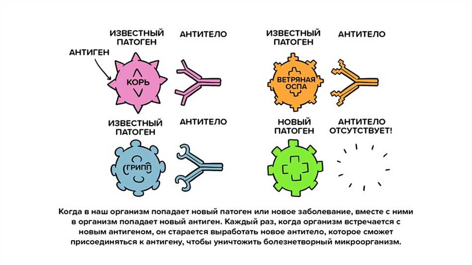 Значение антитоксического иммунитета для организма