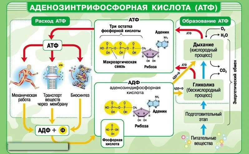 Функции АТФ в биологии: