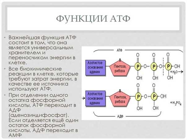 АТФ: что это такое в биологии?