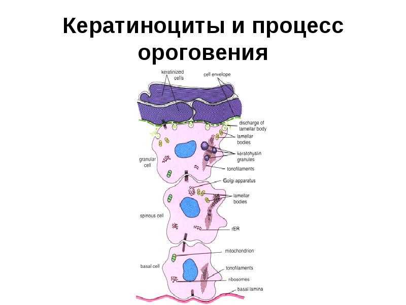 Атрофический тип мазка: что делать