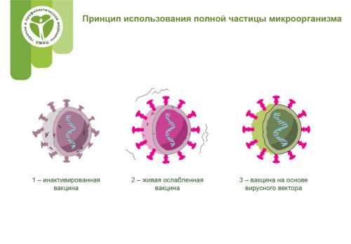 Принципы действия аттенуированной вакцины