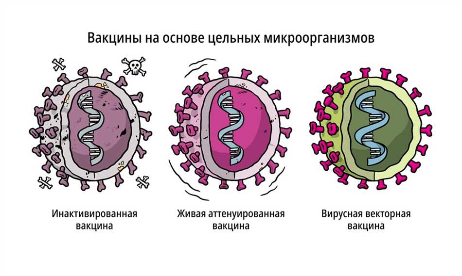 Аттенуированная вакцина: суть и принципы действия