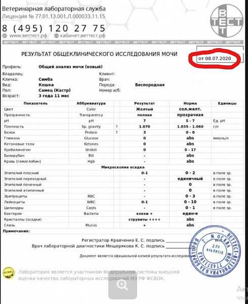 Бактерии кокки в моче у кошки: причины и лечение