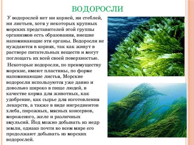 Водоросли – что это такое?