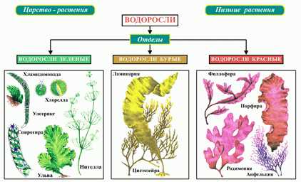 Классификация водорослей