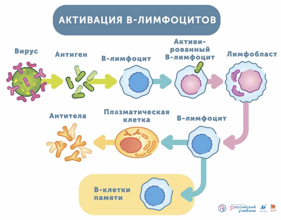 Факторы, влияющие на иммунитет