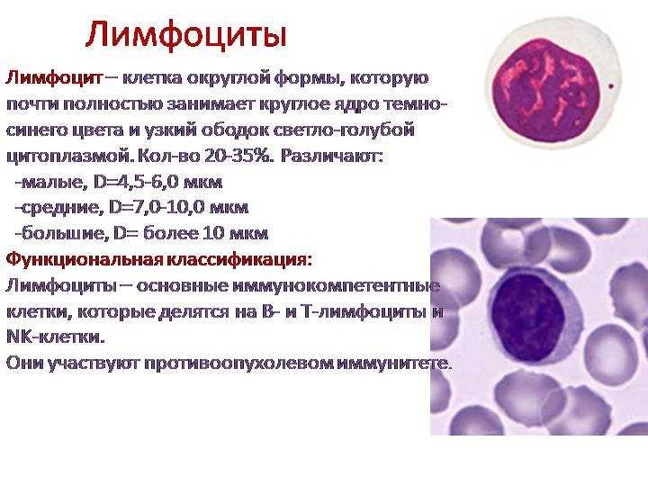 Как работает иммунная система?