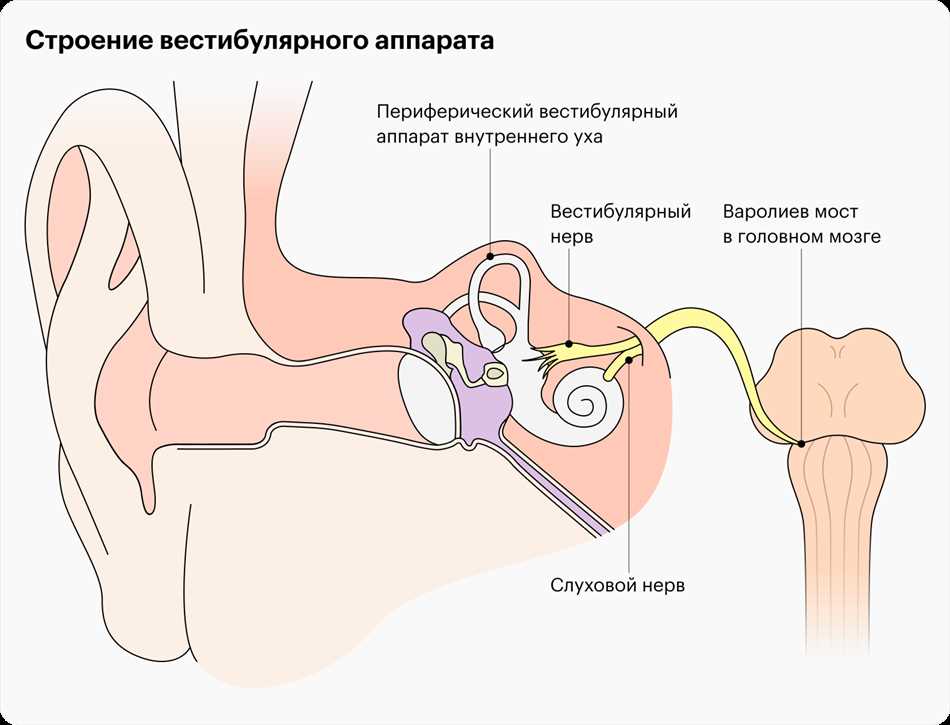 Что такое истинное вертиго