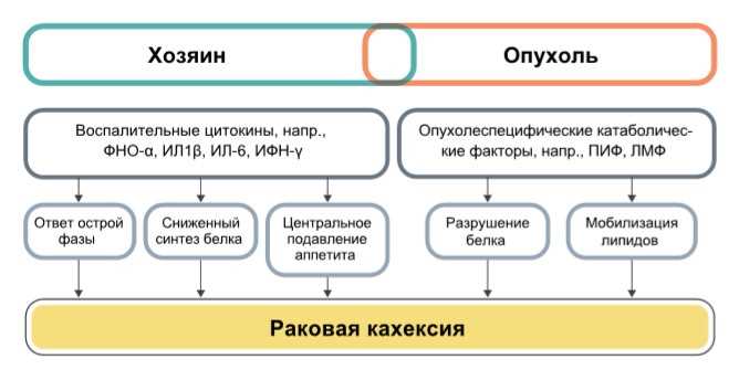 Диагностика и лечение кахексии