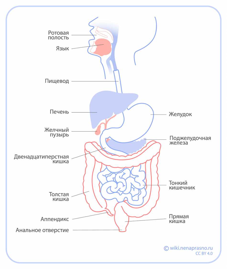 Функции кишечника