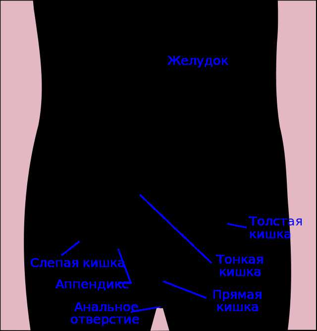 Обширность пищеварительной системы