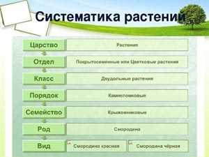 Основные принципы классификации растений