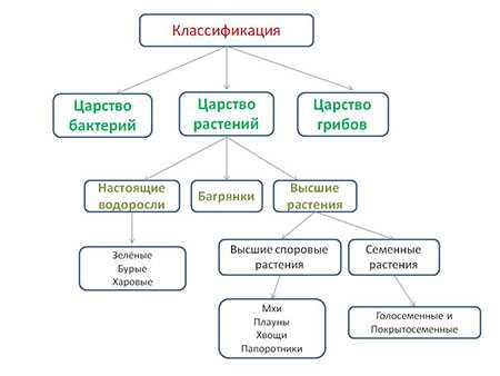 Важность знания классификации растений