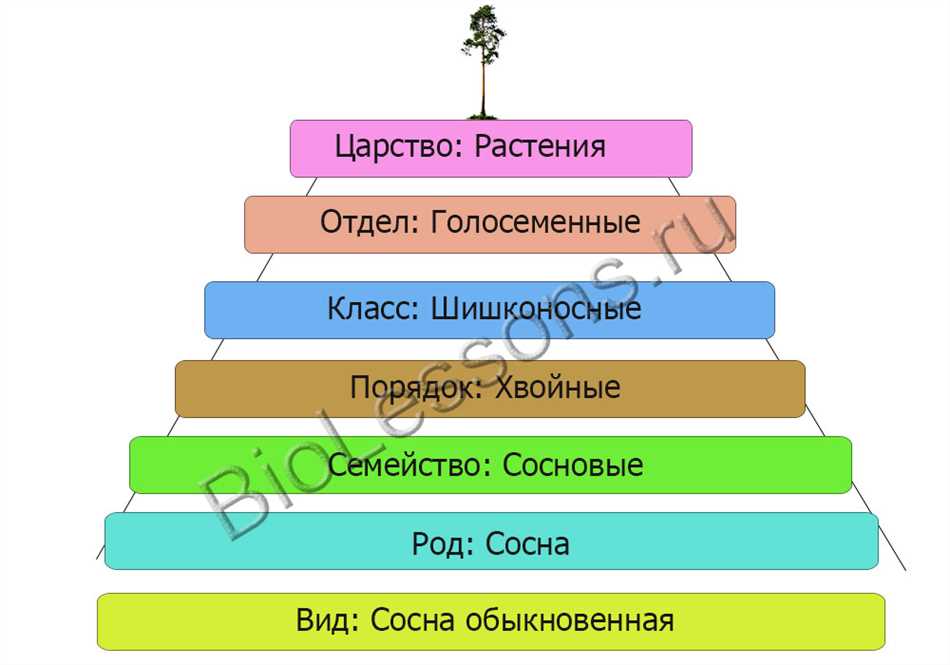 Роль классификации растений в изучении биологии