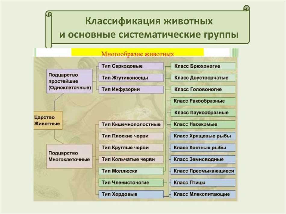 Что такое классификация животных 7 класс биология