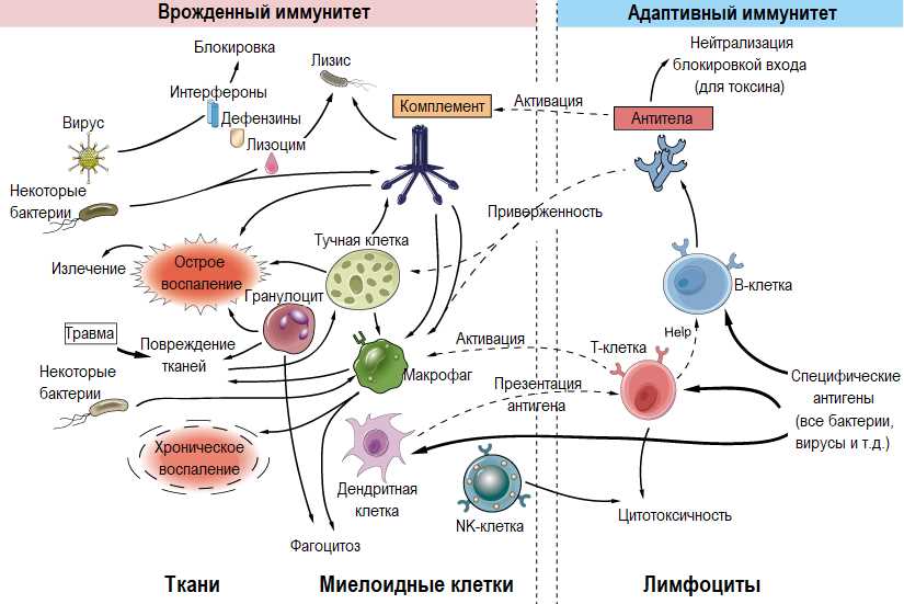 Прокариотические клетки