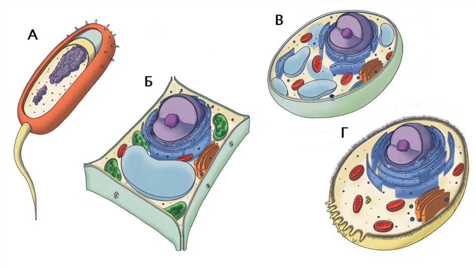 Открытие животной клетки. Животная растительная и грибная клетки. Клетка гриба. Схема строения растительной клетки 5 класс биология. Схема строения растительной клетки картинка.