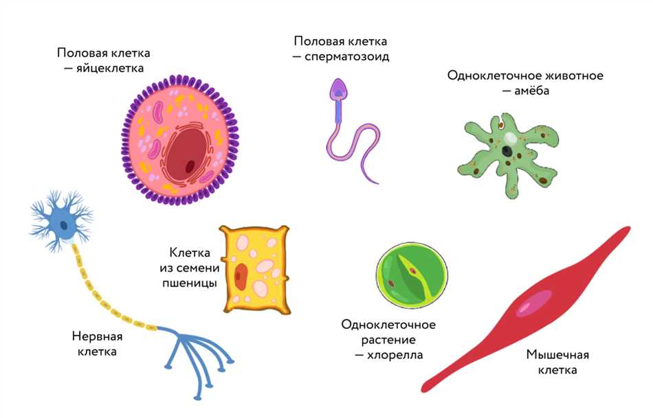 Разнообразие клеток в тканях