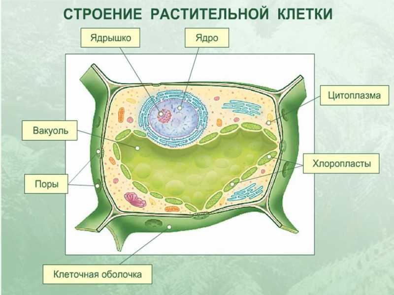 Процессы, происходящие в клетках