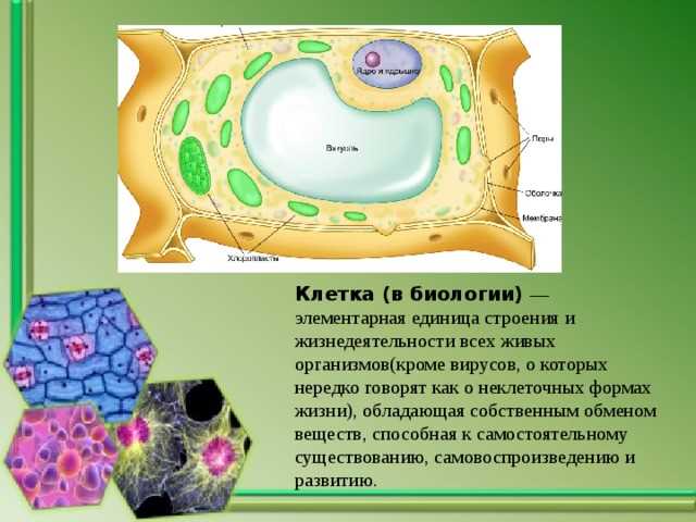 Что такое клетка в биологии. Определение для 5 класса