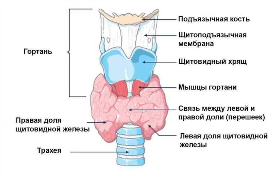 Влияние клеток фолликулярного эпителия на организм