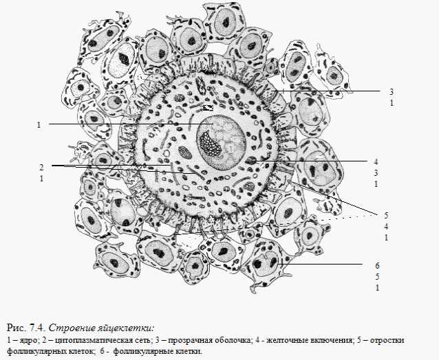 Заболевания и патологии связанные с клетками фолликулярного эпителия