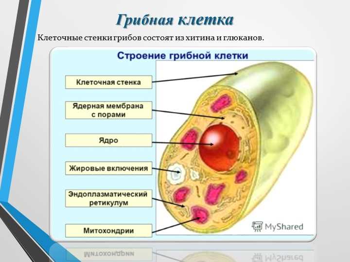 Роль клеточной стенки в растениях