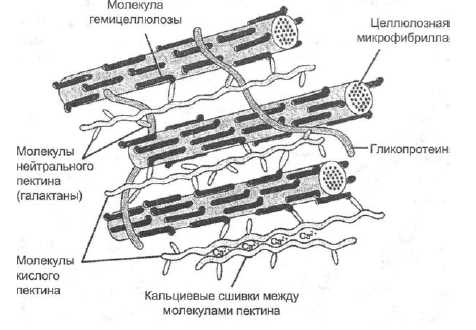 Роль клеточной стенки в грибах и бактериях