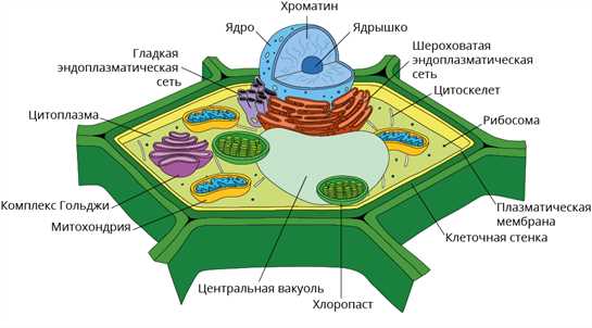 Что такое клеточная стенка