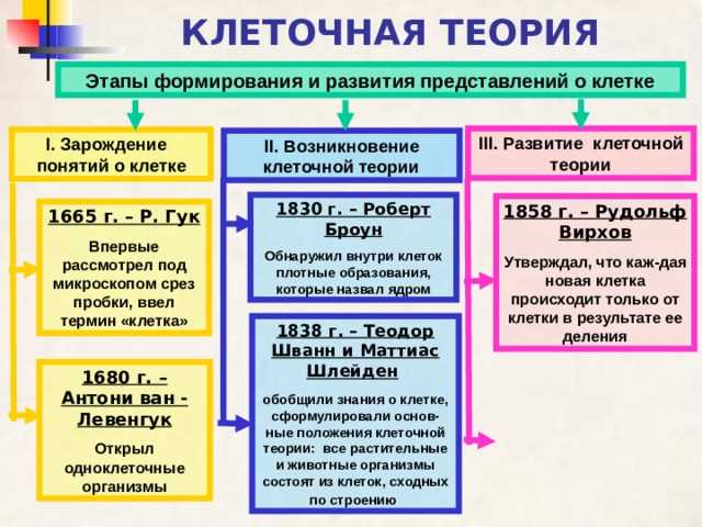 Роль клеточной теории в биологии