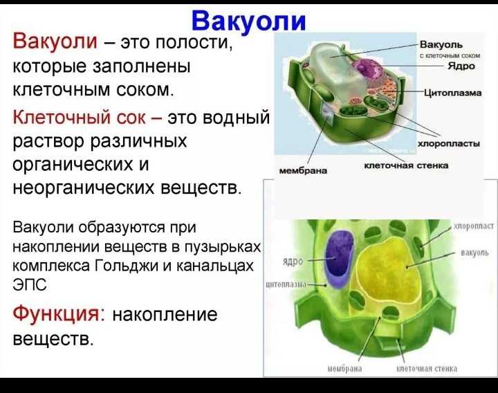 Роль клеточной вакуоли в клеточном метаболизме