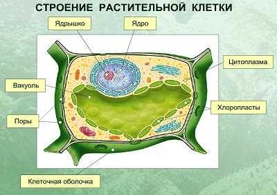 Клеточная вакуола и устойчивость клетки