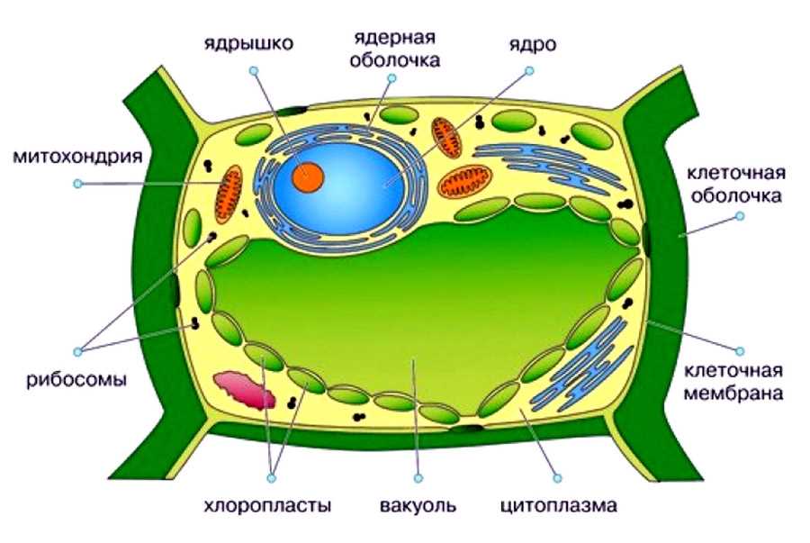 Что такое клеточная вакуоли