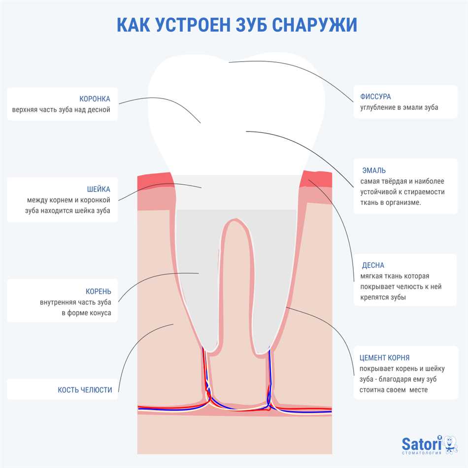 1. Металлическая коронка