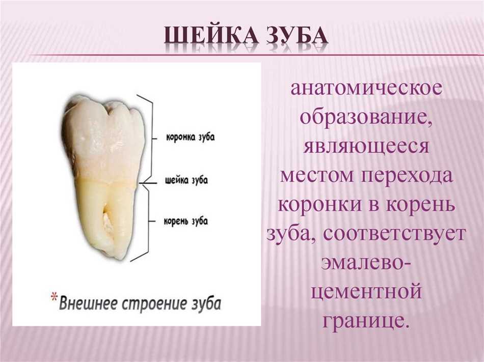 Процесс создания клинической коронки зуба