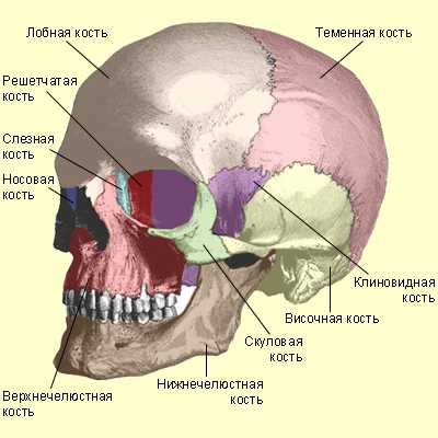 3. Здоровый образ жизни