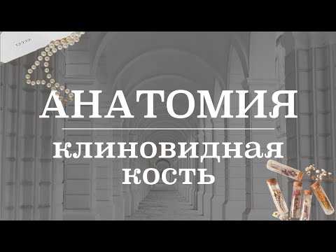 Лечение и реабилитация клиновидной кости