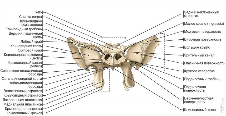 Что такое клиновидная кость